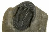 Detailed Hollardops Trilobite Fossil - Ofaten, Morocco #340239-2